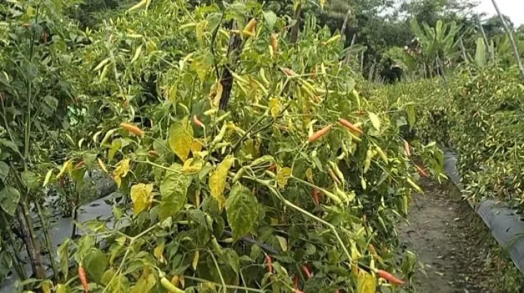 Harga Cabai di Sintang Mahal