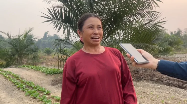 Hujan Mulai Turun, Petani Sayur Mulai Menanam
