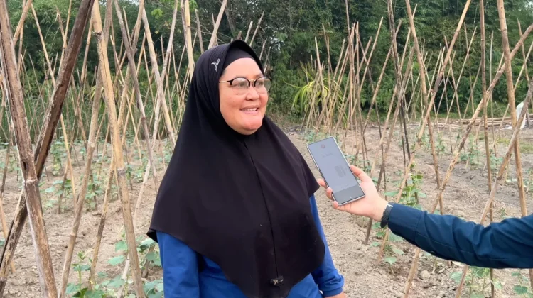 Budidaya Timun Potensi Bagus Tingkatkan Penghasilan Petani