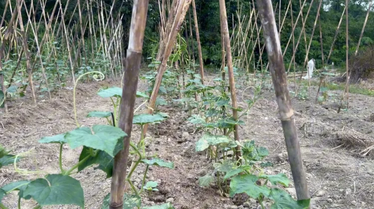 Perawatan Jadi Kunci Budidaya Timun Petani di Sintang