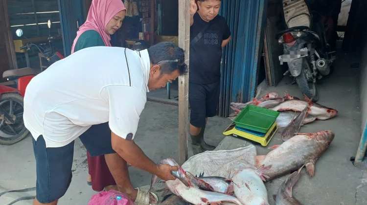 Musim Kemarau, Nelayan Sintang Raup Jutaan Rupiah dari Sungai Kapuas