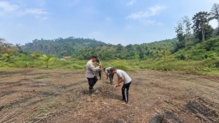 Polsek Sayan Dorong Ketahanan Pangan lewat Penanaman Jagung Hibrida