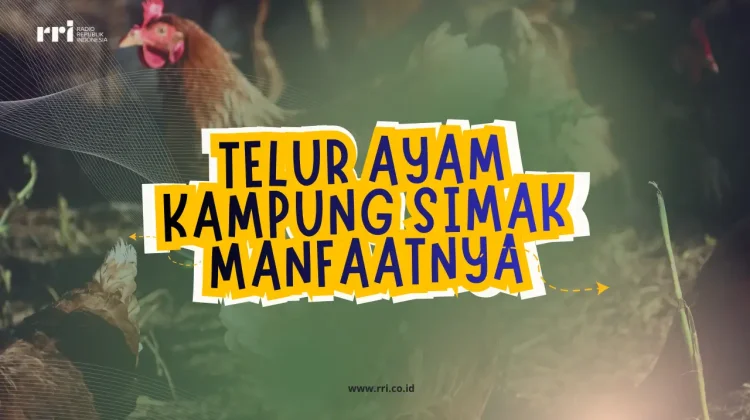 Telur Ayam Kampung Simak Manfaatnya