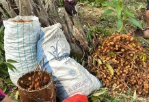 Inilah Jenis Buah Langka, Hutan Kalimantan Barat
