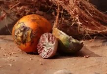 Buah Pinang dan Ragam Manfaatnya bagi Kesehatan