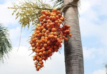 Waspadai Bahaya Buah Pinang dan Cara Konsumsi Bijak