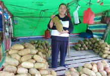 Musim Cempedak,Pedagang di Sintang Raup Untung
