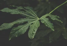 Cara Menghilangkan Rasa Pahit pada Daun Pepaya