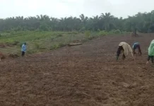 Kelompok Tani Desa Binjai Lakukan Penanaman Jagung Hibrida