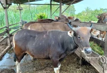 Populasi Menurun, Harga Daging Sapi di Sintang Melambung
