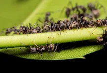 Semut Petani, Sistem Pertanian Alami yang Sudah Ada sejak Jutaan Tahun