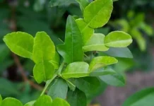 Manfaat Daun Jeruk Purut untuk Kesehatan