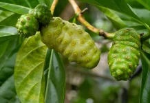 Manfaat Buah Mengkudu untuk Wajah Mulus dan Sehat