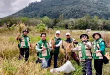 Penyuluh Pertanian Sintang Dampingi Panen Padi di Desa Kebong