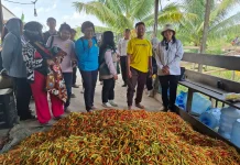 Petani Milenial Sintang Panen Cabai 800 Kilogram