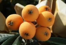 Mengenal Buah Loquat dan Manfaatnya