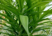 Manfaat Daun Suji