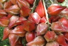 Belimbing Darah, Buah Eksotis Dari Jantung Kalimantan