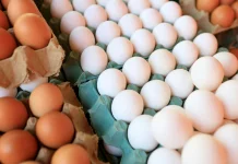 Yuk Berkreasi dengan Menu Bekal dari olahan telur