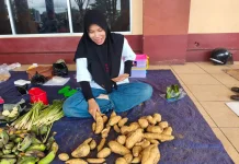 Ubi Cilembu Kini Banyak Diburu Warga