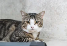 Kucing Suka “Pijat-Pijat”? ternyata Ini Arti di Balik Tingkah Gemasnya