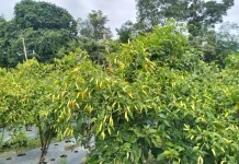 Harga Cabai di Sintang Mahal