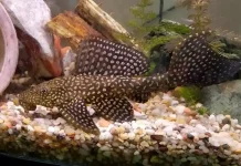 Ikan Sapu-Sapu: Ancaman bagi Lingkungan dan Upaya Pencegahannya