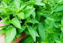 Berbagai Manfaat Daun Kemangi Bagi Kesehatan