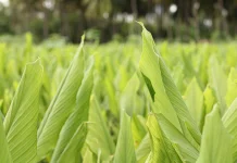 Khasiat Daun Kunyit untuk Kesehatan