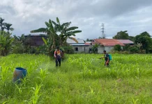 Polres Sekadau Dukung Perkembangan Lahan Demplot Jagung Hibrida