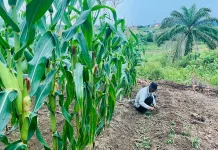Polres Melawi Dukung Program Presiden Optimalkan Lahan Jagung