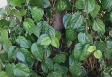 Manfaat Daun Sirih untuk Kesehatan