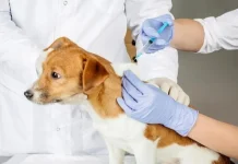 Vaksinasi dan OJT Surveilans, Upaya Sintang Kendalikan Rabies