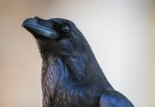 Burung Gagak ternyata Bisa Mengenali Wajah Manusia