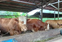 Stok Hewan Kurban Sintang Dipastikan Aman