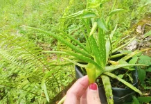 Lidah Buaya Tanaman yang Kaya akan Manfaat