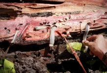 Mengenal Tembiluk,cacing kayu Kuliner Unik Suku Dayak