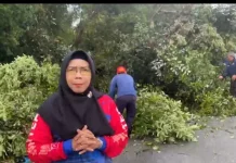 Eksekusi Pohon Tumbang, DLH Imbau Warga Hindari Jalan Hutan Wisata