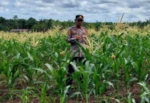 Polsek Binjai Hulu Optimalkan Penanaman Jagung Dukung Swasembada Pangan