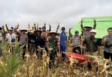 Jajaran Polsek Pengkadan Panen Jagung