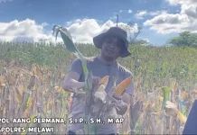 Wakapolres Melawi Panen Raya Jagung