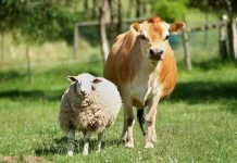 Tips Memilih Hewan Qurban yang Layak