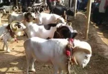 Daftar Artis yang Berqurban Setiap Tahun