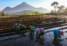 Dorong Ekonomi Hijau, BRI Perkuat Pertumbuhan Berkelanjutan