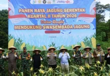 Panen Raya Jagung Serentak Kuartal II di Pengkadan Kapuas Hulu