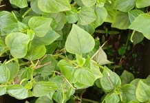 Manfaat Daun sirih cina