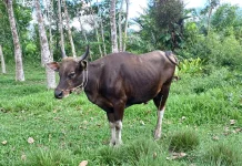 Peternak Lokal Kewalahan Siapkan Sapi Kurban