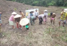 Warga dan Polsek Menukung Bersinergi Tanam Jagung Hibrida