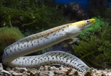 Mengenal Ikan Sidat