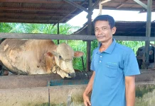 Mujadi Bangga Sapi Miliknya Terpilih untuk Kurban Presiden di Sintang 1447 H